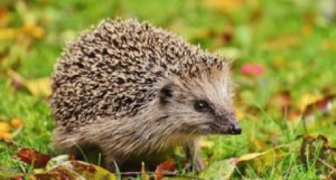 Les prédateurs auxillaires du jardin