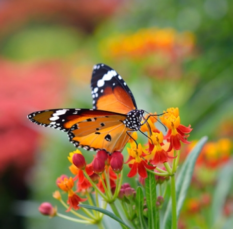 Les insectes pollinisateurs alliés du jardin