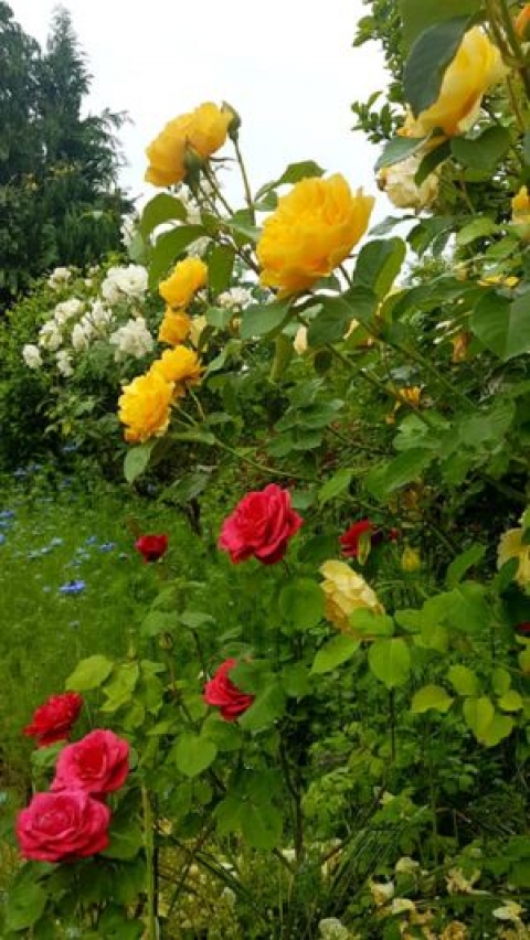 La plante du mois de Juin : la rose !