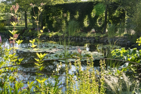 Plantes et entretien des bassins d'ornement