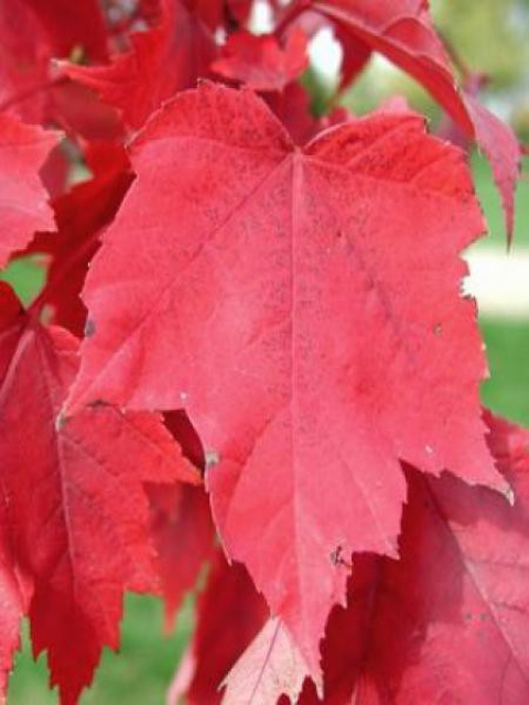 Les travaux d'octobre dans votre jardin !