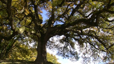 L'arbre et ses symboliques